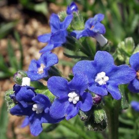 Nyári nefelejcs Blue Angel - Fokföldi atracél - Anchusa capensis, Anchusa capensis, ehető virág
